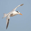Royal Tern